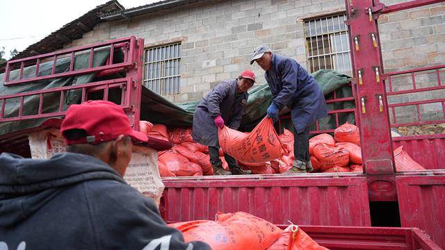 曲靖陸良：“白條”一打 化肥到家