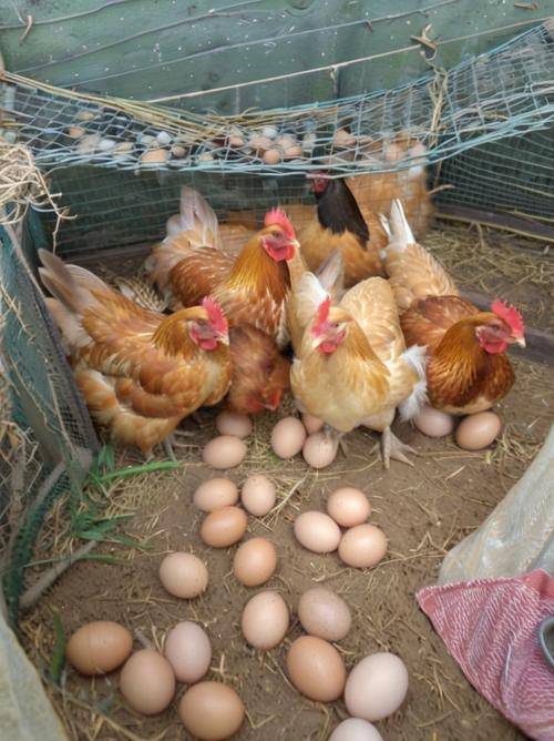 下蛋雞怎麼樣配飼料，蛋雞配合飼料參考