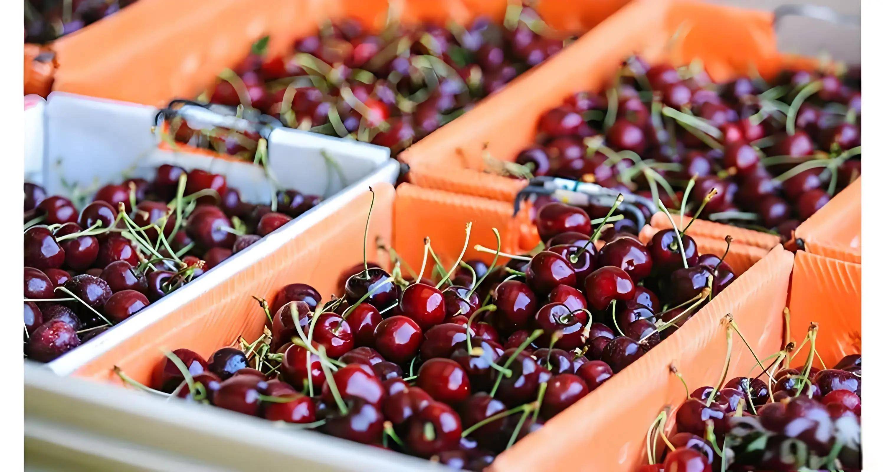 原創為啥車釐子1個月到中國都不腐爛?一場精心策劃的“水果冬眠”