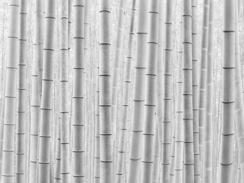 攝影收藏㊱｜金大洙：韓國設立“藝術銀行”推動收藏