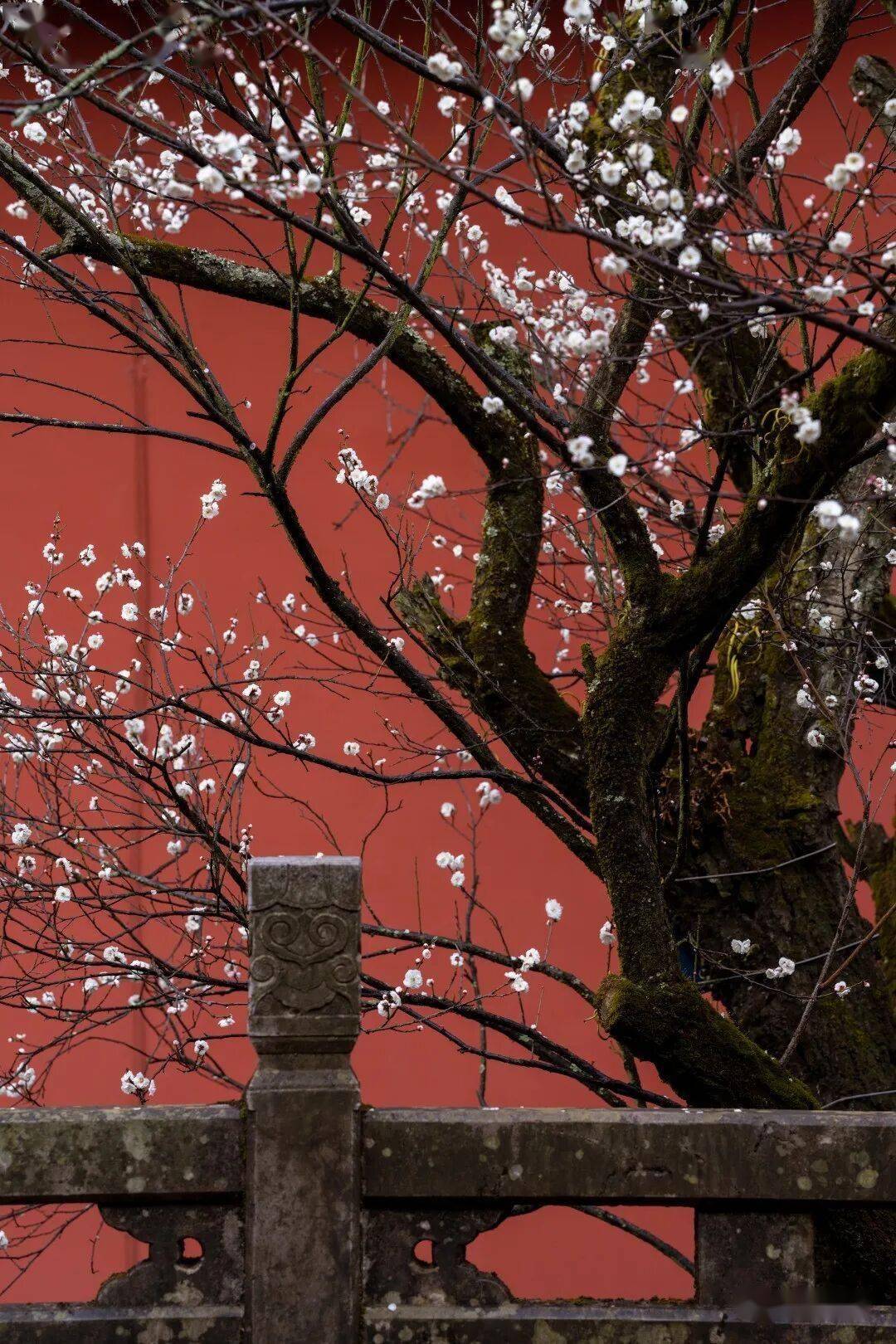 必須收藏！絕美！絕美！誰能拒絕這波中式美學？昆明超詳細賞梅攻略來了，包出片！