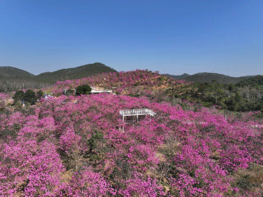 江門這些粉色花海，開了！趕快Mark住收藏→