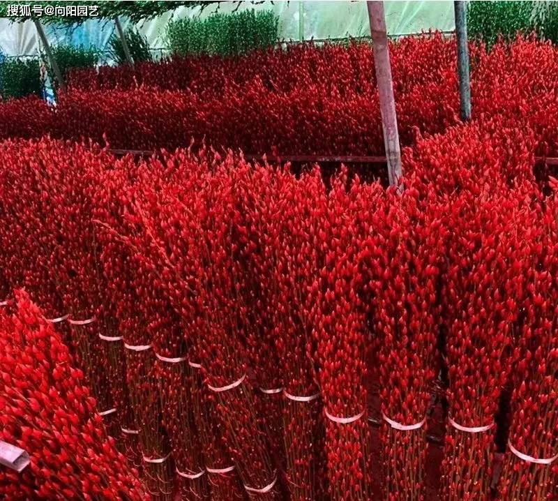 你花幾十塊買的銀柳，用柳樹枝噴的油漆，不如買雪柳更好看！