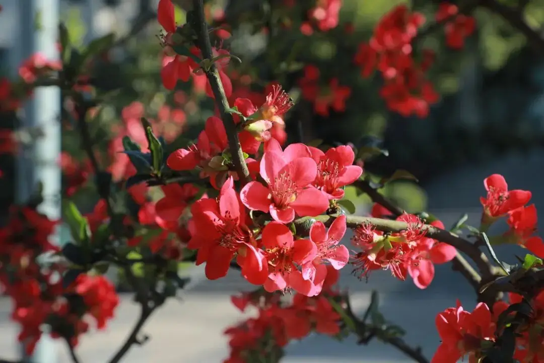 重慶城科大學校園的澎湃春天