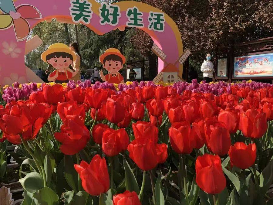 收藏這份鄭州賞花攻略，把整個春天裝進眼裡