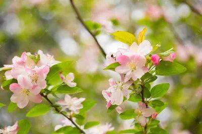 即墨區老年大學2026年春季學期招生簡章