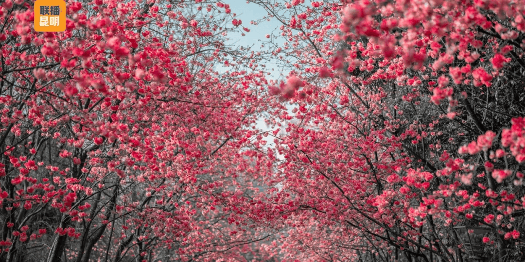 三八節限定！櫻花樹下，詩歌與鮮花皆為她