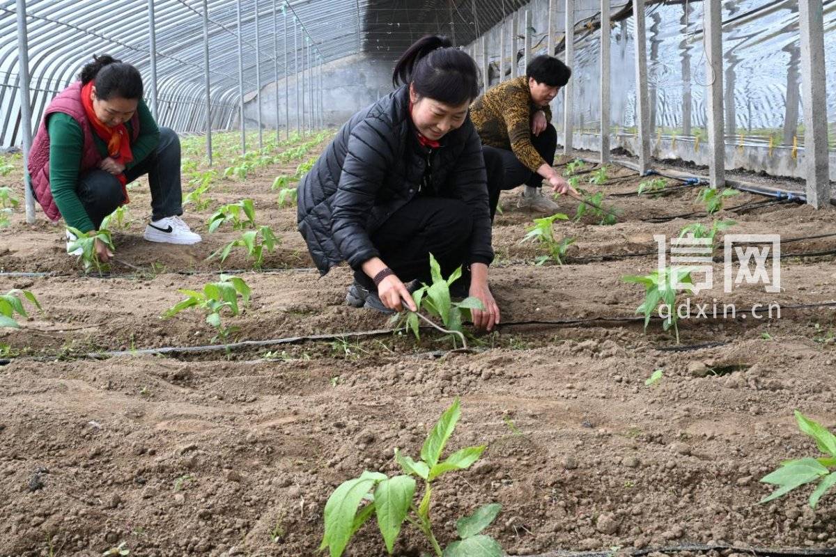 即墨移風店鎮春耕忙 科技育苗助農興