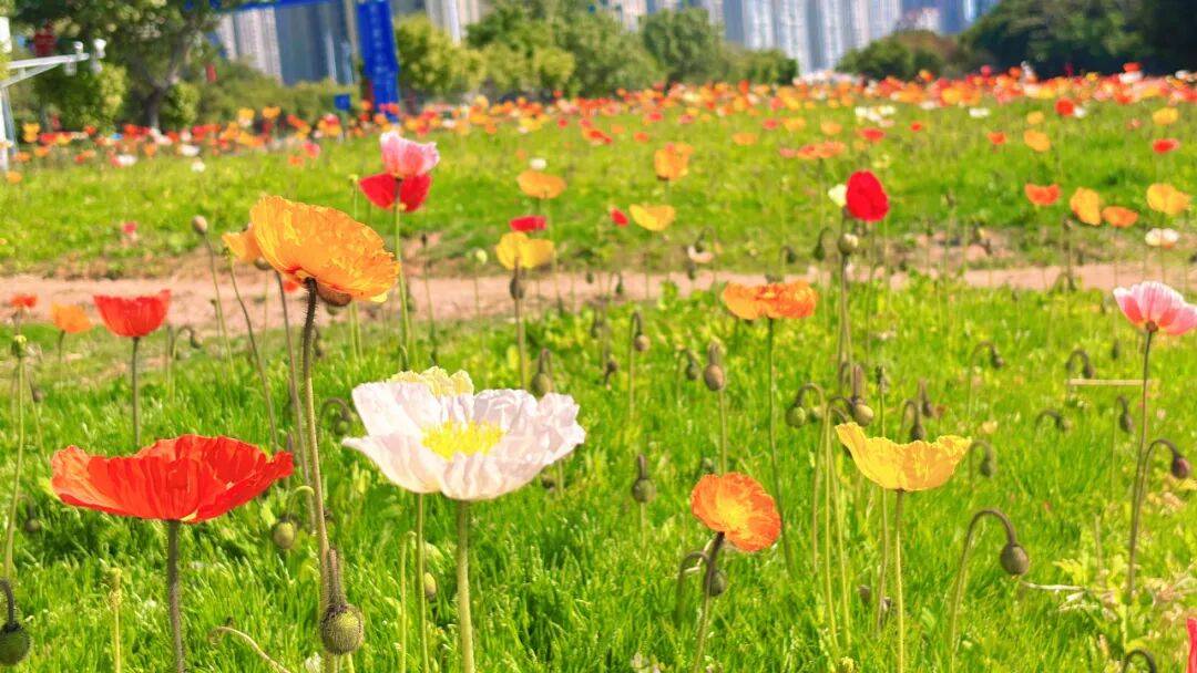 收藏！泉州春日賞花去哪裡？花期+地址全攻略