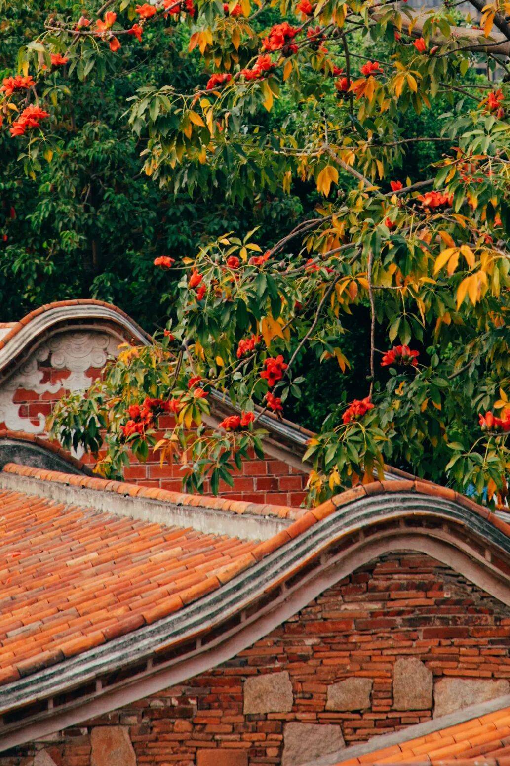 收藏！泉州春日賞花去哪裡？花期+地址全攻略