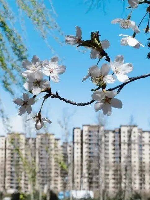 收藏！通州三條綠道上榜北京春花地圖！賞花時間、交通方式…