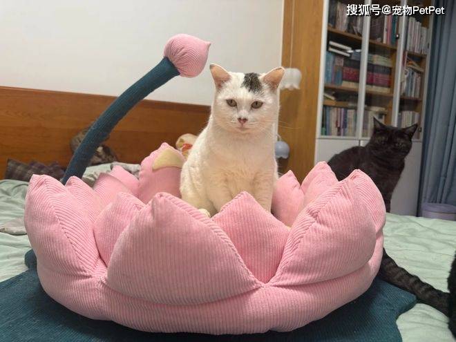 原創花重金買蓮花座貓窩，貓咪卻死活不肯上去：還不如快遞紙箱呢！