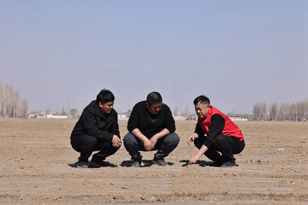 博州142萬畝棉花春播正酣 科技服務助力豐收