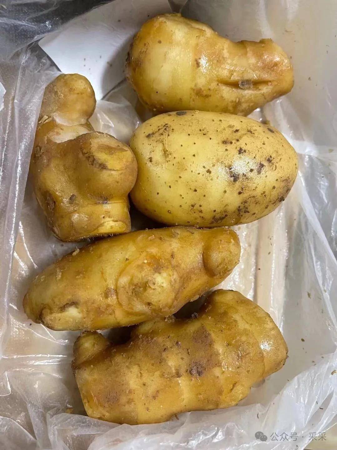 大家猜猜哪個是姜？美食屆的偽裝高手belike：