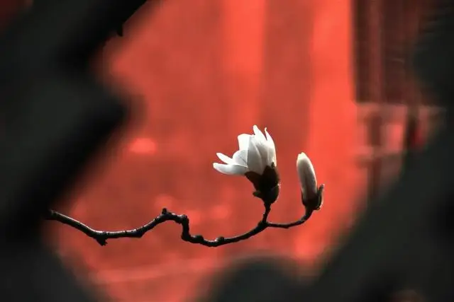 一磚一瓦遇春光，收藏這一幀幀“山河春韻圖”