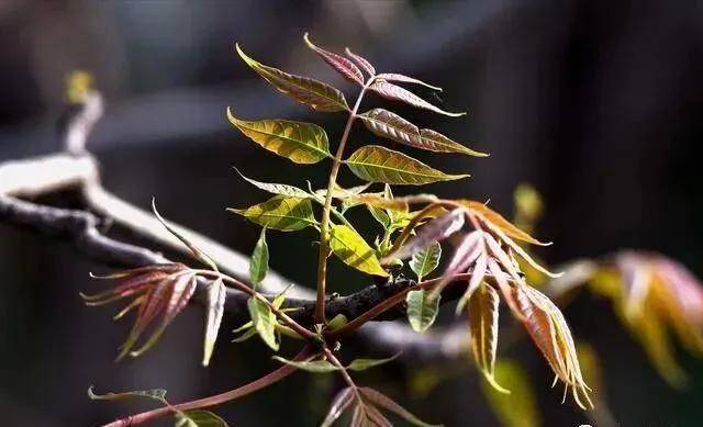 春日美食推薦•陝西彬州美食香椿炒雞蛋