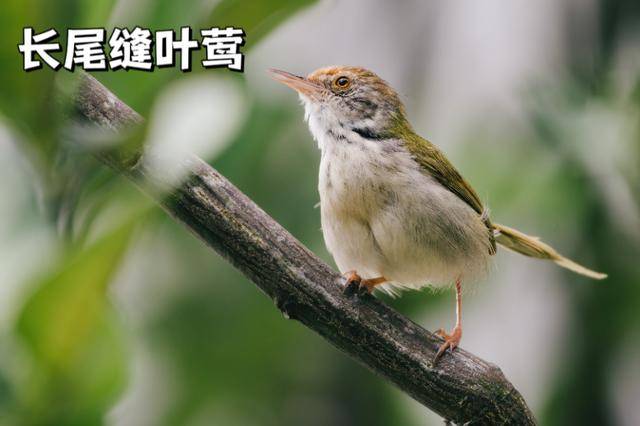 聽，深圳大學生有一群會唱歌的“鄰居”
