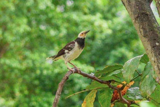 聽，深圳大學生有一群會唱歌的“鄰居”