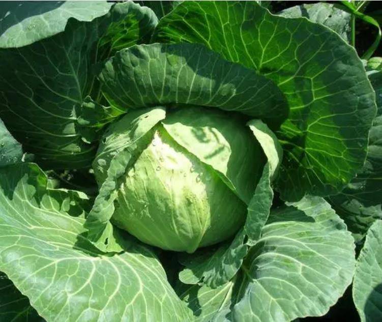 原創分享10道雞肉的做法，無論年夜飯還是宴客都不錯，收藏了！