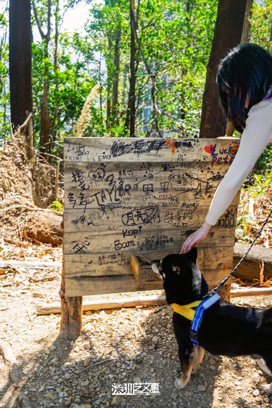 今日深圳｜聽說，羅芳郊野徑新開了個“狗狗圖書館”