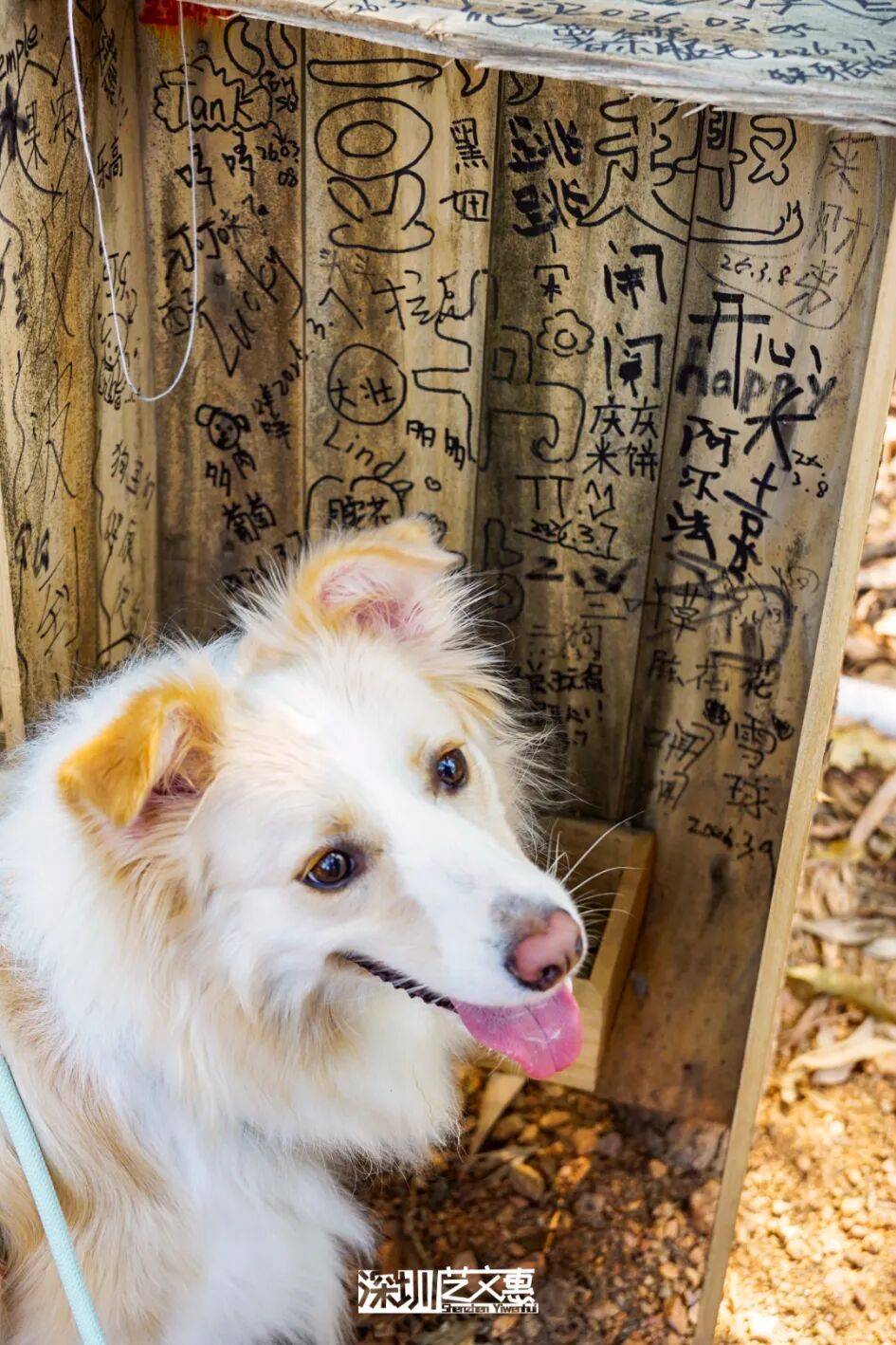 今日深圳｜聽說，羅芳郊野徑新開了個“狗狗圖書館”