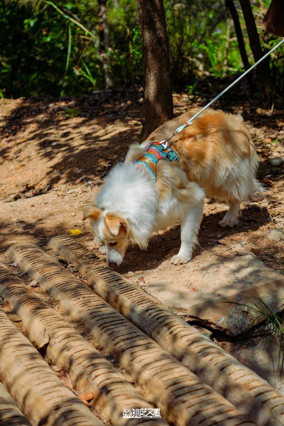 今日深圳｜聽說，羅芳郊野徑新開了個“狗狗圖書館”