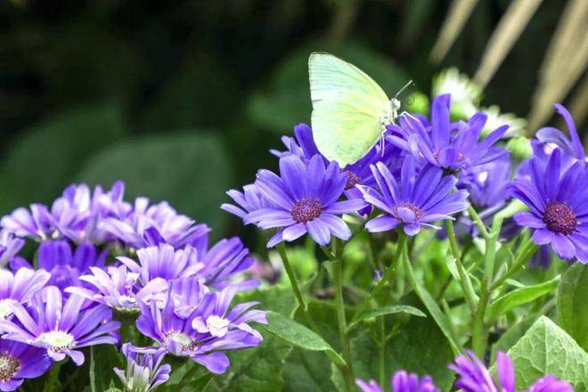 春假，螢火蟲水洞.地下大峽谷旅遊區“野味”十足！