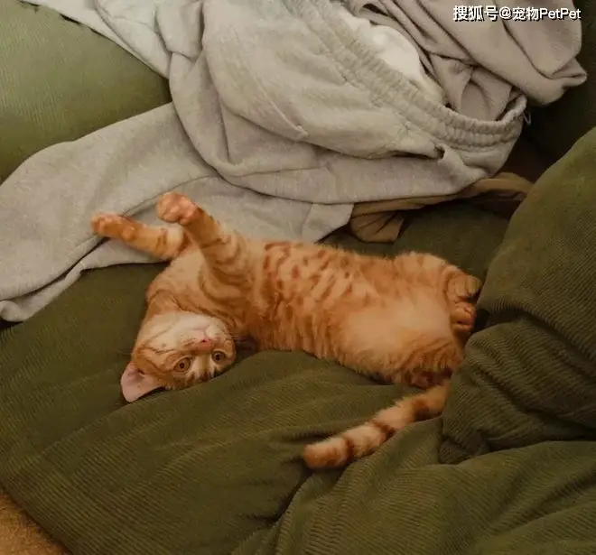 原創貓的誘惑有多大？租房不讓養貓，靠一張貓咪照片搞定房東！