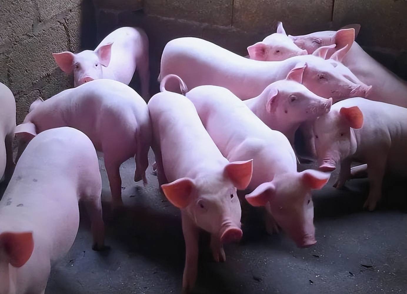 育肥豬催肥增重的原理，養殖戶乾貨，快收藏！