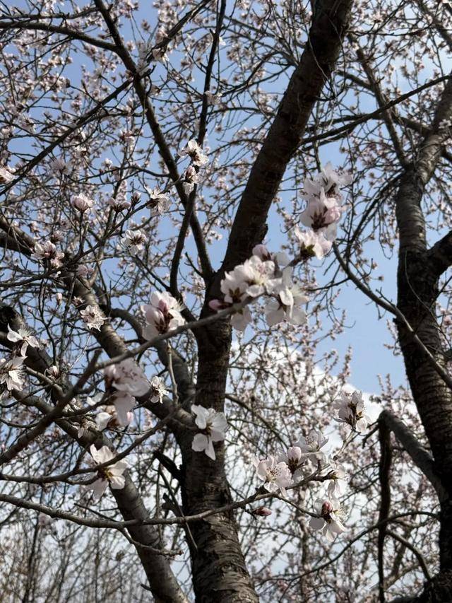 絕美杏花大道上線！拍照點位速速收藏！