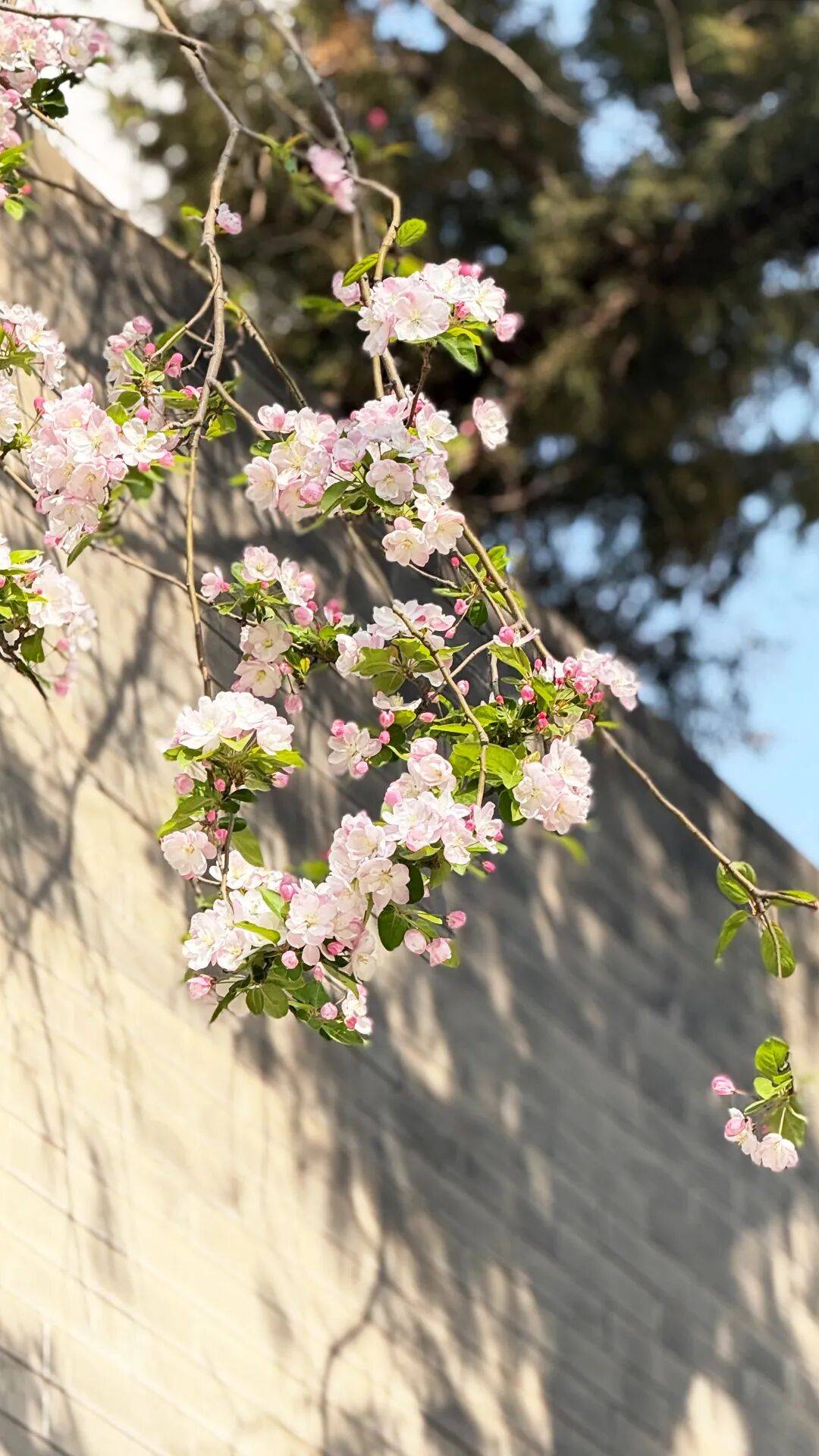 春日限定屏保，轉發收藏→