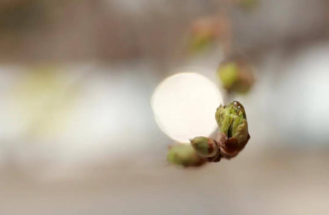 絕了！一直開開開不完！賞花攻略趕緊收藏