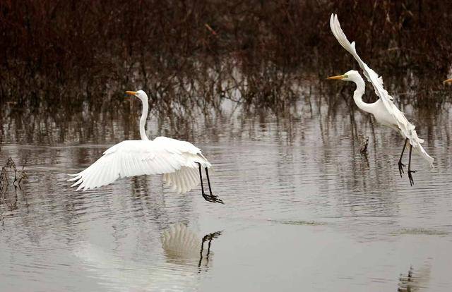 “鳥情播報員”崔玉榮：用鏡頭收藏“會飛的風景”