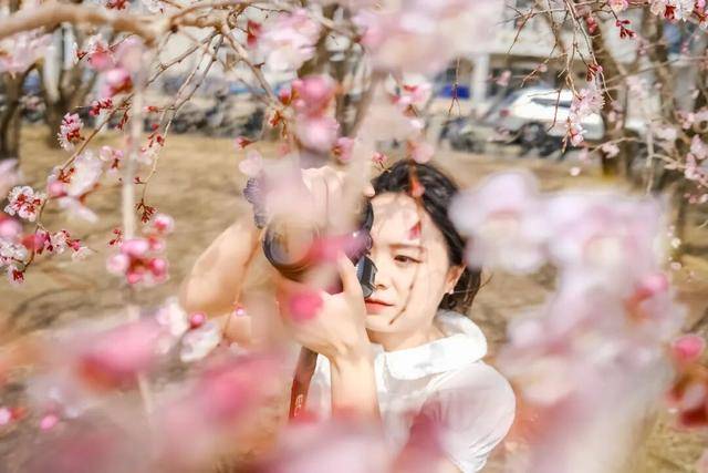 絕美杏花大道上線！拍照點位速速收藏！