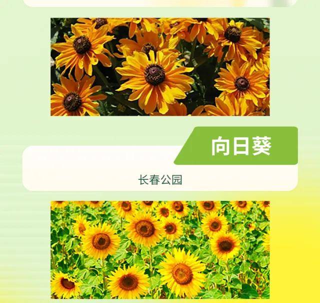 絕了！一直開開開不完！賞花攻略趕緊收藏