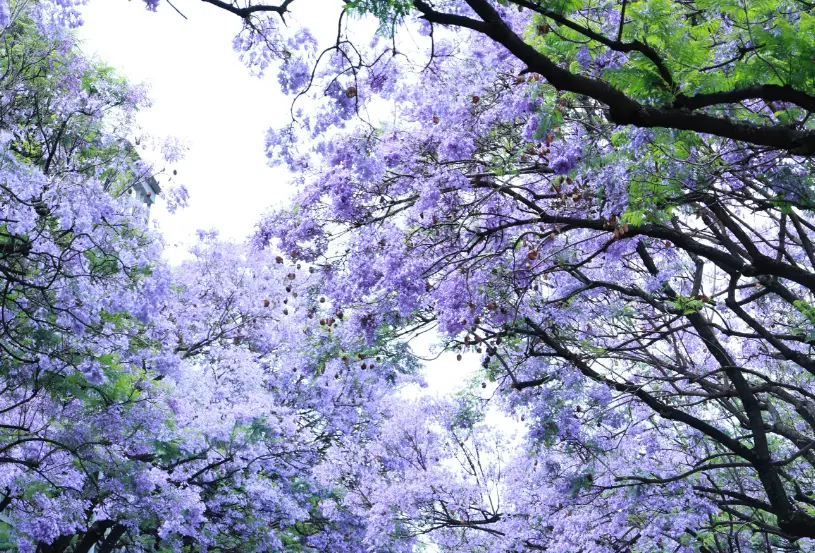 盛花期倒計時！昆明藍花楹小眾私藏路線~快收藏