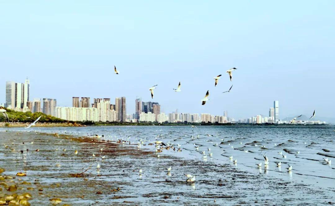 大師賽深圳逛吃攻略已火速送達，快來一鍵收藏！