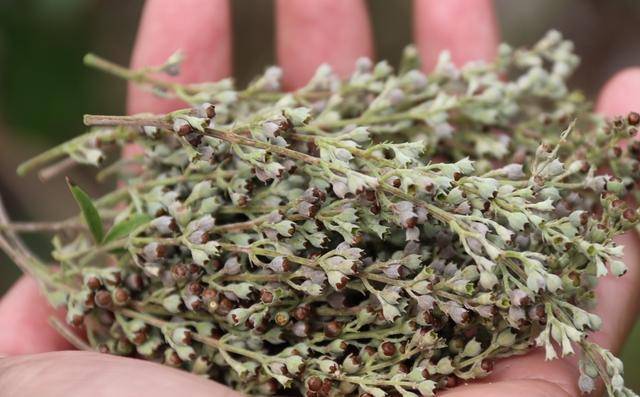 原創農村這樹不值錢，果實卻是稀罕的“黃金子”，老農民都喜歡收藏它