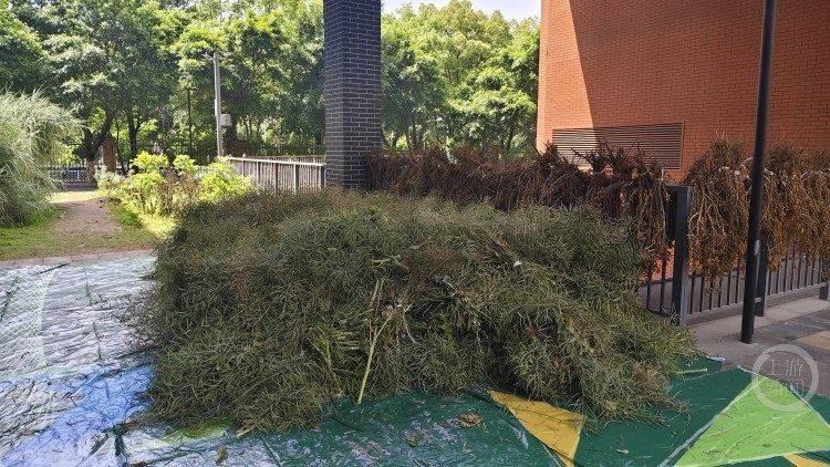 小學生勞動課下地割油菜 充滿了豐收的喜悅